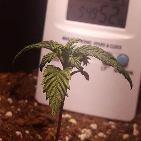 Anna growlog timeline photo