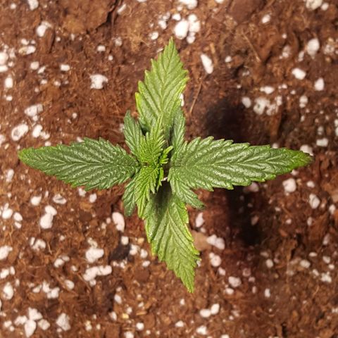 Anna growlog timeline photo