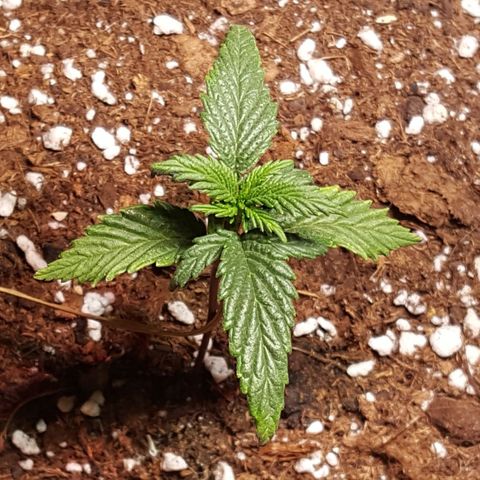 Anna growlog timeline photo