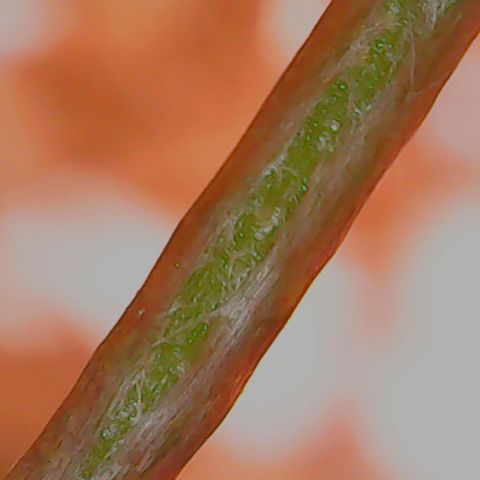 Anna growlog timeline photo