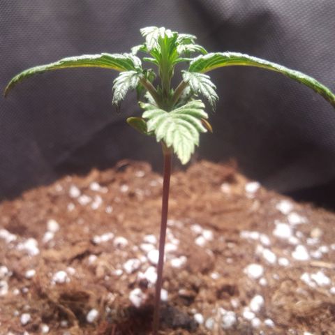 Anna growlog timeline photo