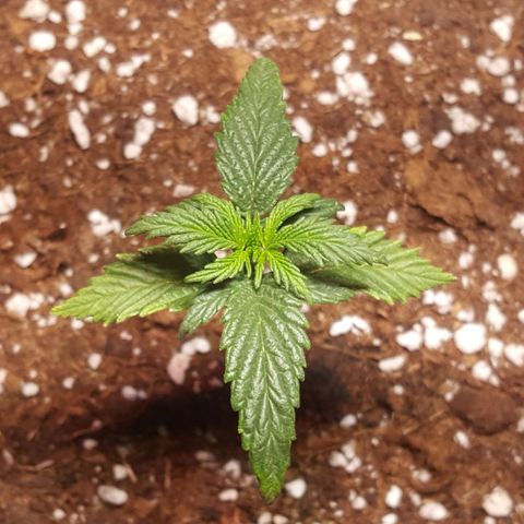 Anna growlog timeline photo