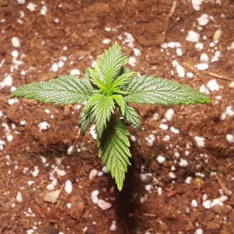 Anna growlog timeline photo