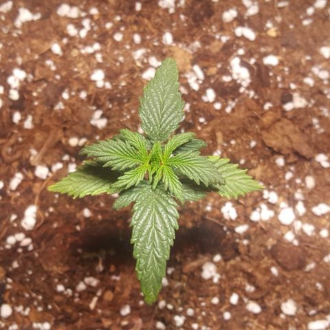 Anna growlog timeline photo