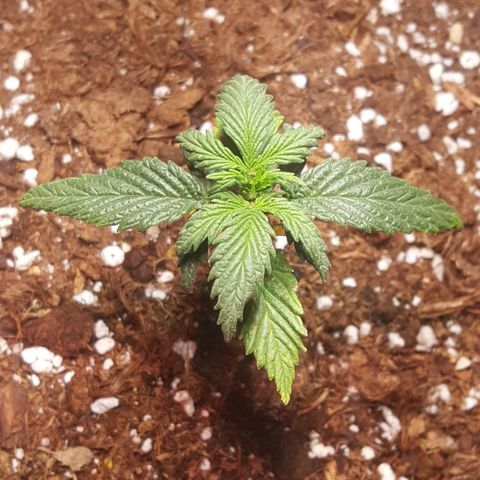 Anna growlog timeline photo
