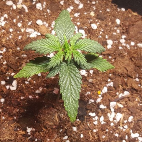 Anna growlog timeline photo