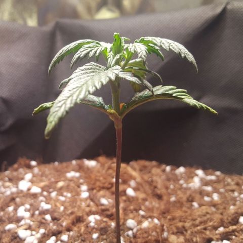 Anna growlog timeline photo