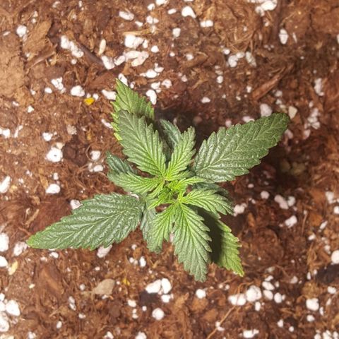 Anna growlog timeline photo
