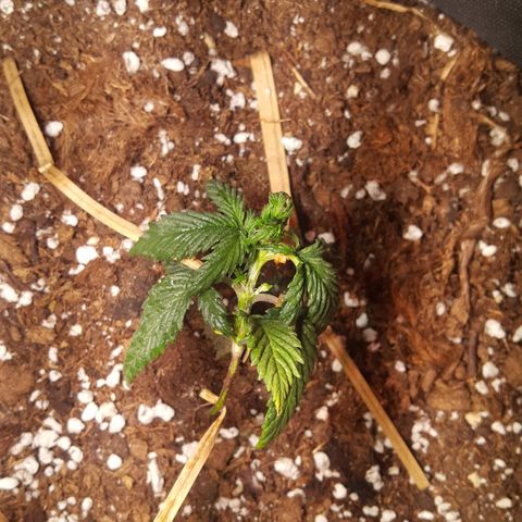 Anna growlog timeline photo