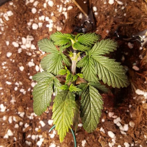 Anna growlog timeline photo