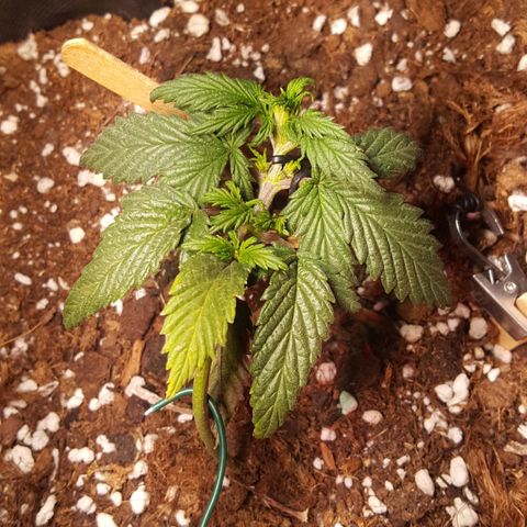 Anna growlog timeline photo