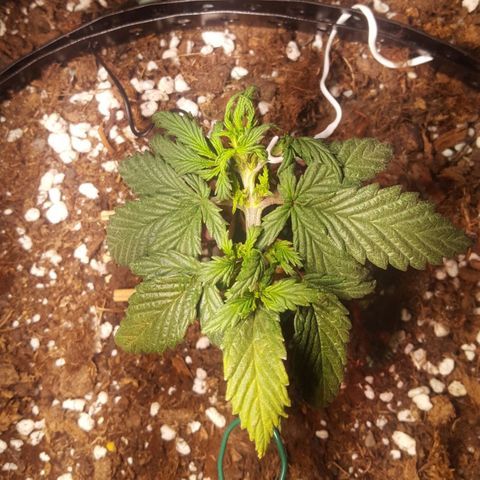 Anna growlog timeline photo
