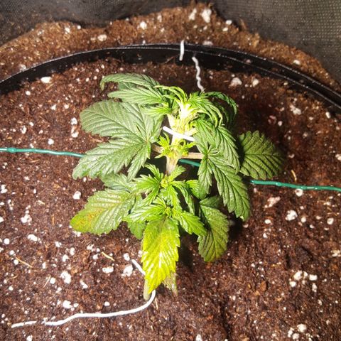 Anna growlog timeline photo