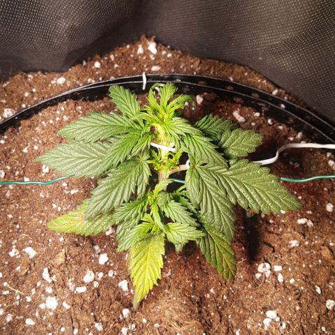 Anna growlog timeline photo
