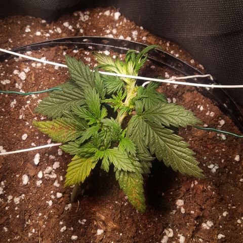 Anna growlog timeline photo