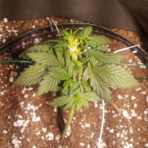 Anna growlog timeline photo