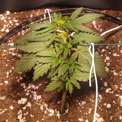 Anna growlog timeline photo