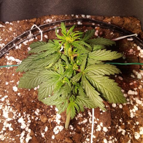 Anna growlog timeline photo