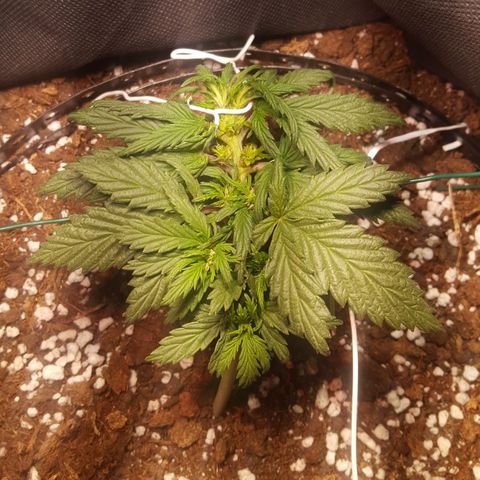 Anna growlog timeline photo