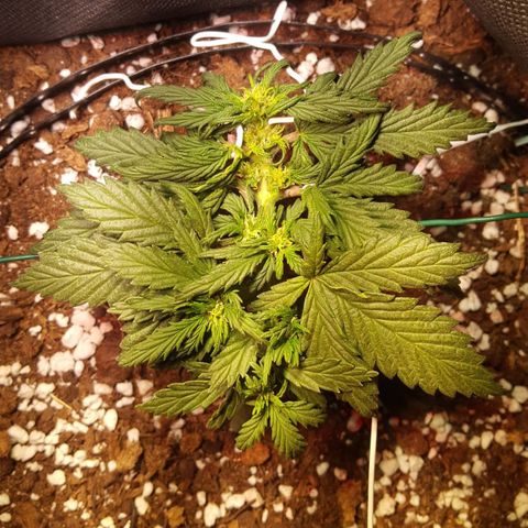 Anna growlog timeline photo