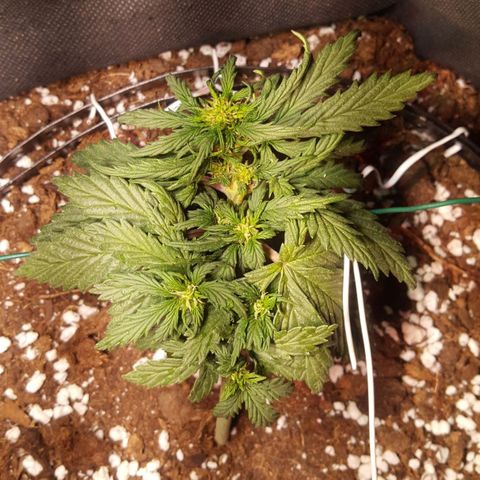 Anna growlog timeline photo