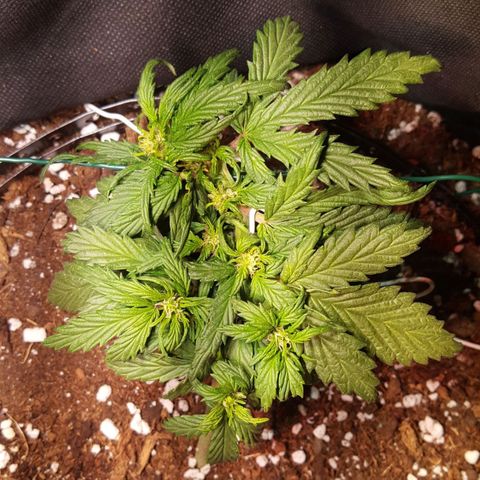 Anna growlog timeline photo