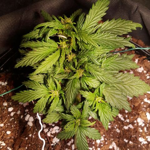 Anna growlog timeline photo