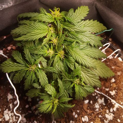 Anna growlog timeline photo