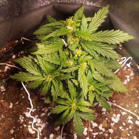 Anna growlog timeline photo