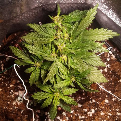 Anna growlog timeline photo