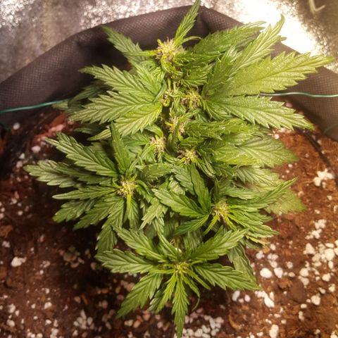Anna growlog timeline photo