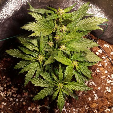 Anna growlog timeline photo