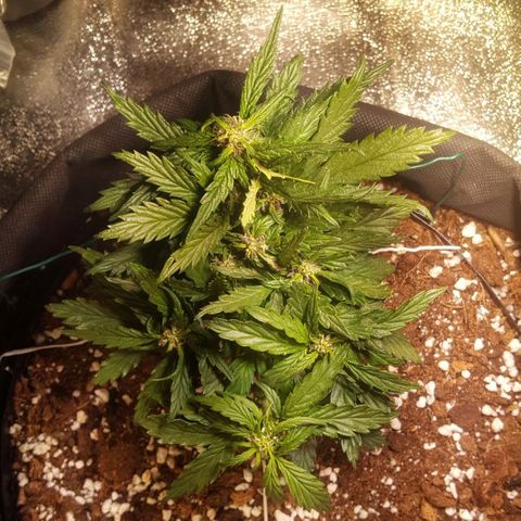 Anna growlog timeline photo