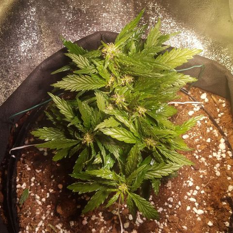 Anna growlog timeline photo