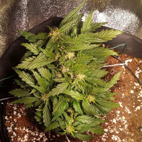 Anna growlog timeline photo