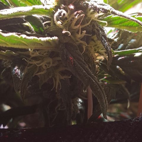 Anna growlog timeline photo