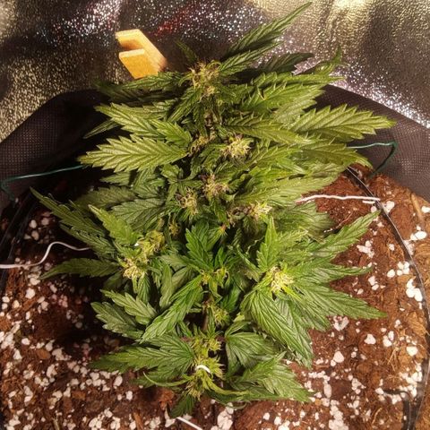Anna growlog timeline photo