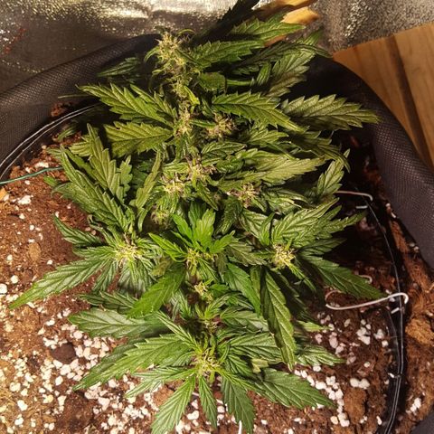 Anna growlog timeline photo
