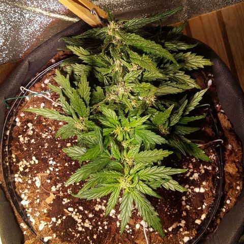 Anna growlog timeline photo