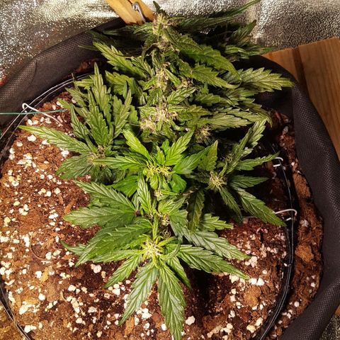 Anna growlog timeline photo