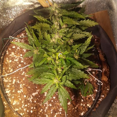 Anna growlog timeline photo