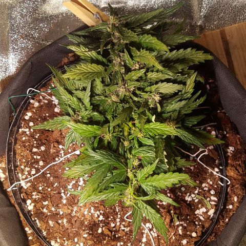 Anna growlog timeline photo