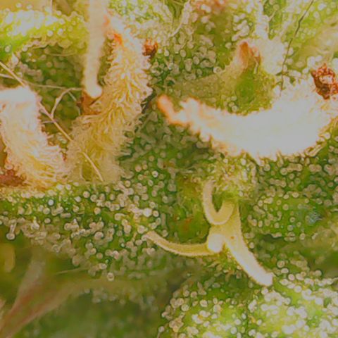 Anna growlog timeline photo