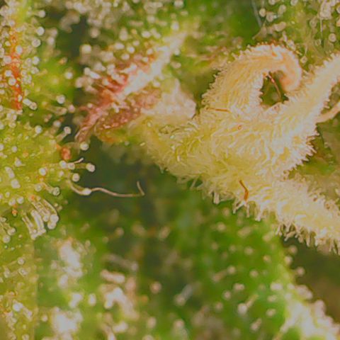Anna growlog timeline photo