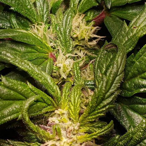 Anna growlog timeline photo
