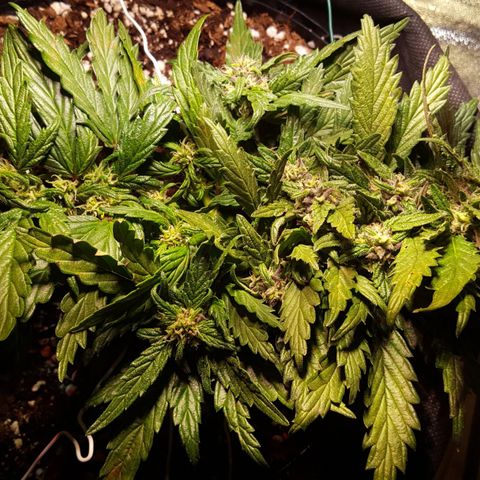 Anna growlog timeline photo