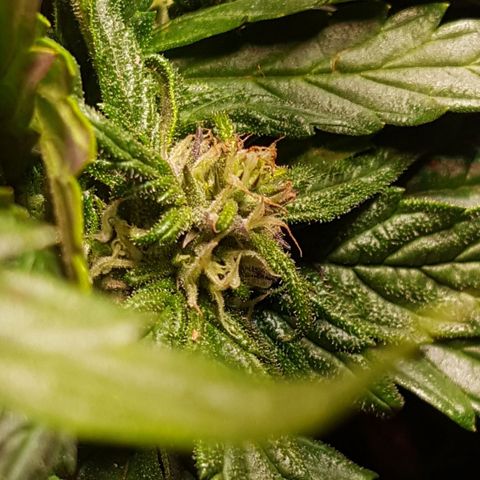 Anna growlog timeline photo