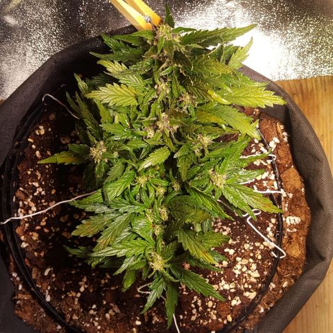 Anna growlog timeline photo