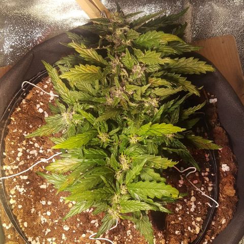 Anna growlog timeline photo