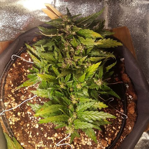 Anna growlog timeline photo